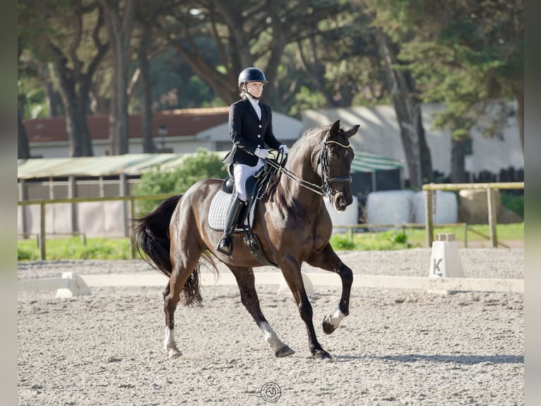 Cheval de sport portugais Hongre 12 Ans 171 cm Noir in Cascais