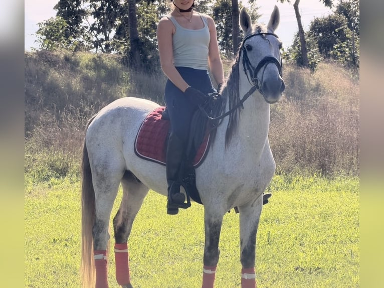 Cheval de sport portugais Croisé Hongre 13 Ans 149 cm Gris pommelé in Kaldenkirchen