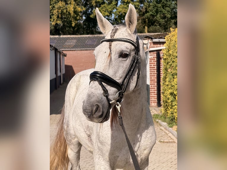 Cheval de sport portugais Croisé Hongre 13 Ans 149 cm Gris pommelé in Kaldenkirchen