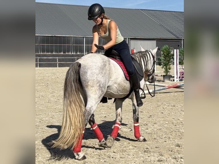 Cheval de sport portugais Croisé Hongre 13 Ans 149 cm Gris pommelé in Kaldenkirchen