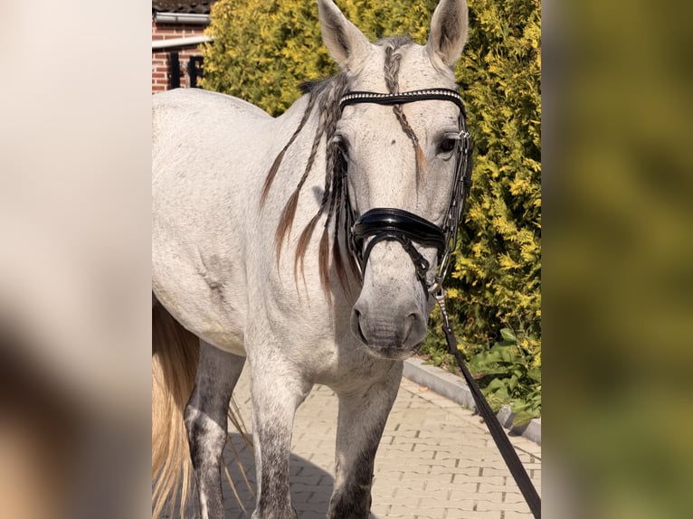Cheval de sport portugais Croisé Hongre 13 Ans 149 cm Gris pommelé in Kaldenkirchen