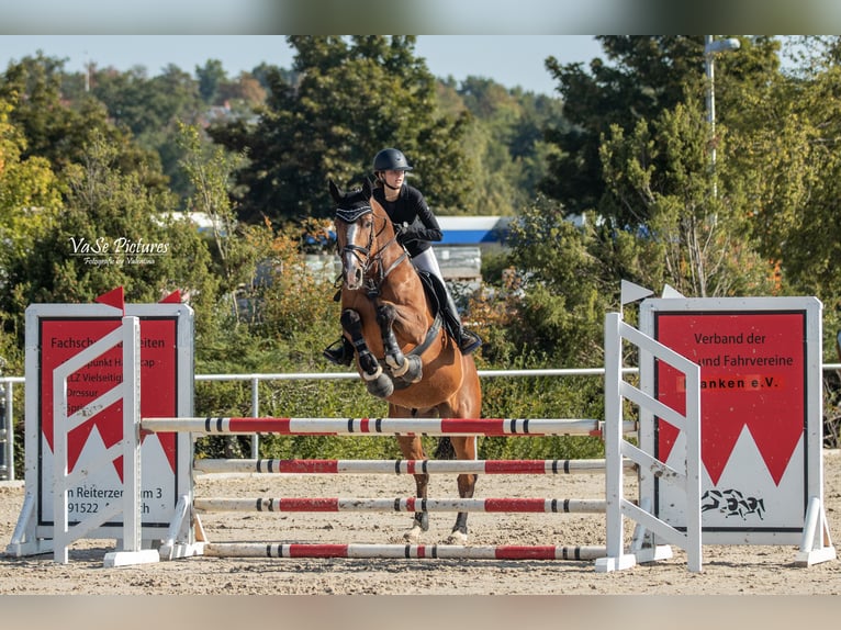 Cheval de sport portugais Hongre 15 Ans 167 cm Bai in Nürnberg