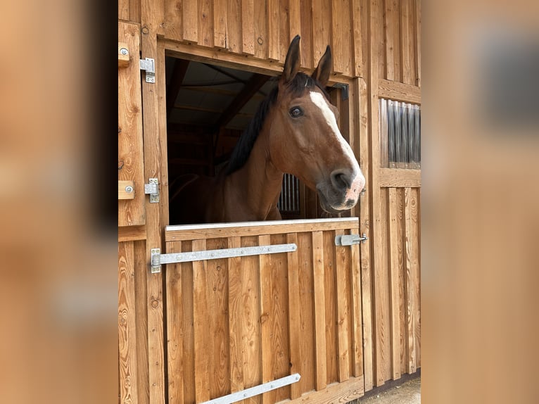 Cheval de sport portugais Hongre 15 Ans 167 cm Bai in Nürnberg