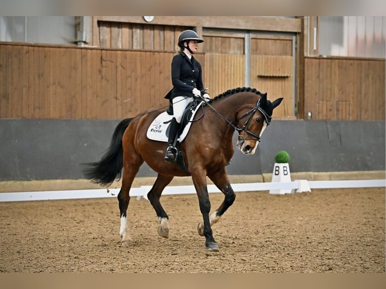 Cheval de sport portugais Hongre 15 Ans 167 cm Bai in Nürnberg