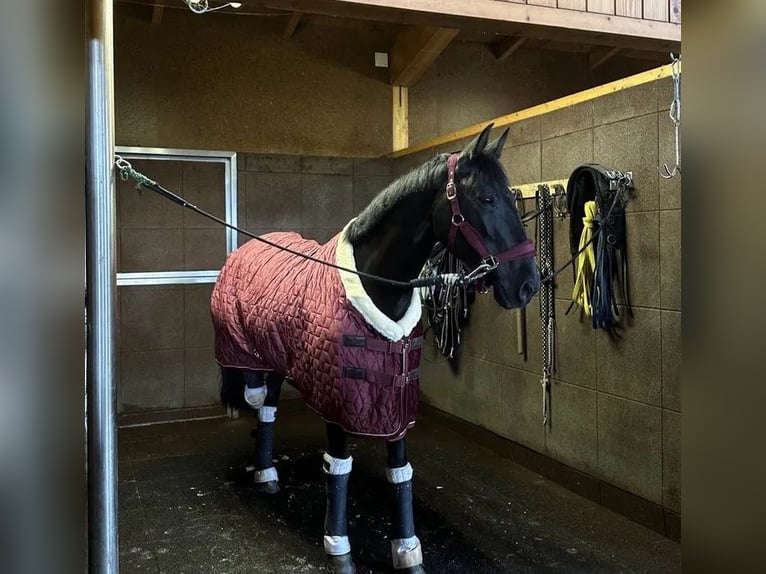 Cheval de sport portugais Hongre 16 Ans 164 cm Noir in Guimaraes