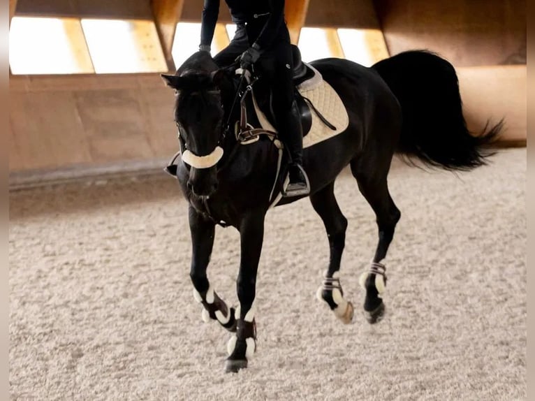 Cheval de sport portugais Hongre 16 Ans 164 cm Noir in Guimaraes