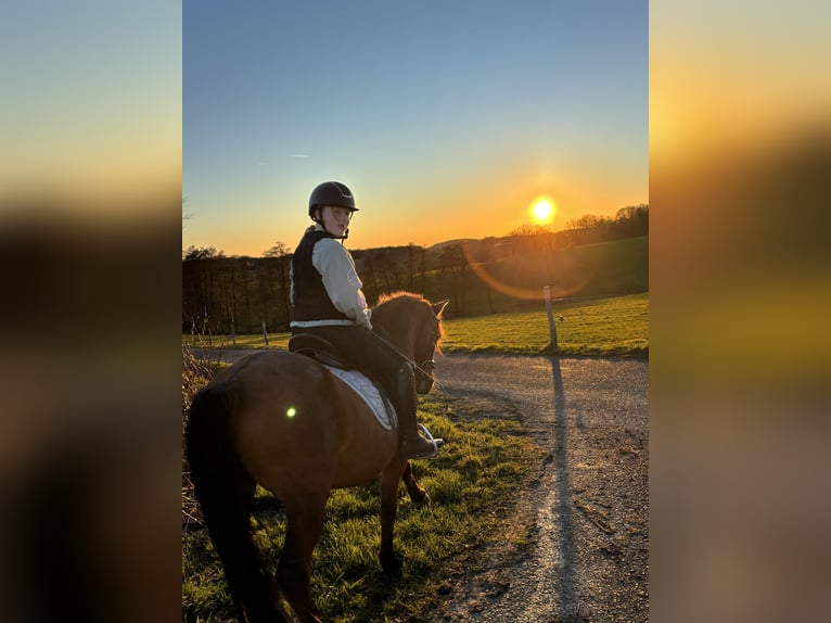 Cheval de sport portugais Croisé Hongre 18 Ans 142 cm Bai in Much