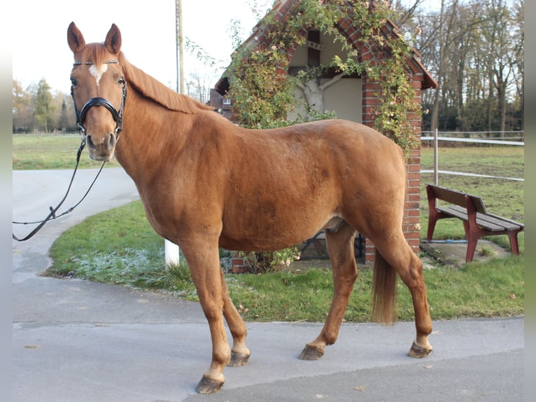 Cheval de sport portugais Croisé Hongre 19 Ans 153 cm Alezan in HarsewinkelMarienfeld