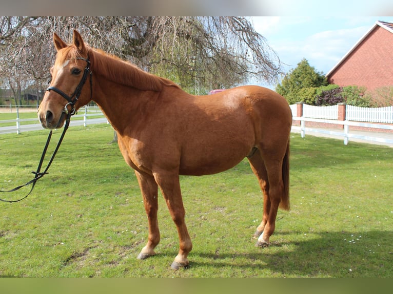 Cheval de sport portugais Hongre 19 Ans 154 cm Alezan in Bad Laer