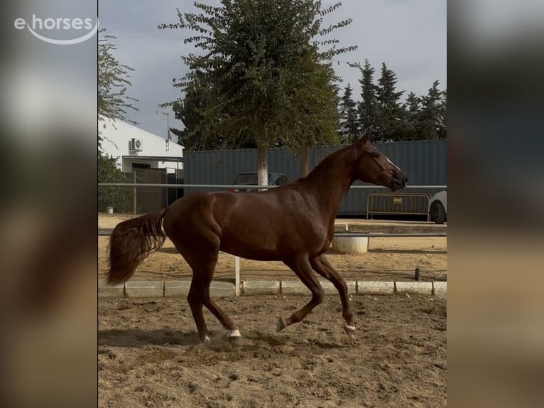 Cheval de sport portugais Hongre 2 Ans 161 cm  in Carmona