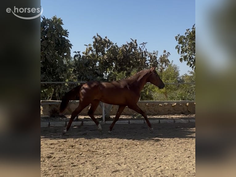 Cheval de sport portugais Hongre 2 Ans 161 cm  in Carmona