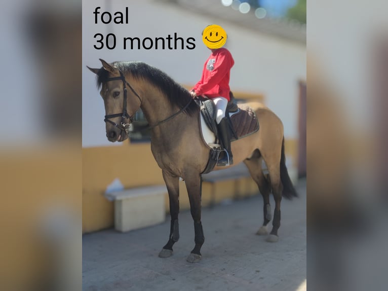 Cheval de sport portugais Croisé Hongre 3 Ans 160 cm Isabelle in Arganda Del Rey