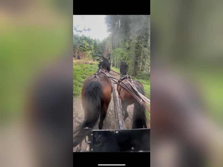 Cheval de sport portugais Hongre 7 Ans 153 cm Bai in Oberb&#xFC;ren