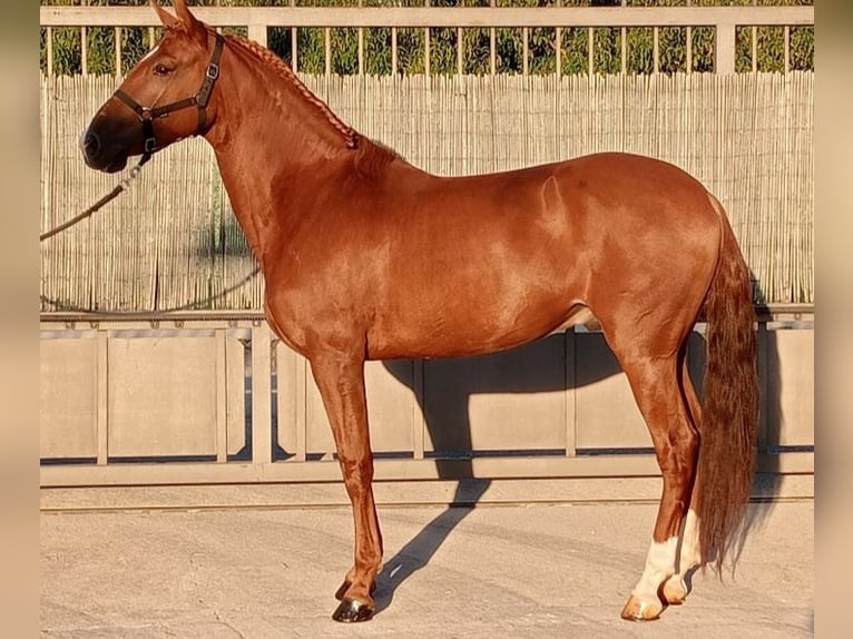 Cheval de sport portugais Hongre 7 Ans 158 cm Bai brun in Molina