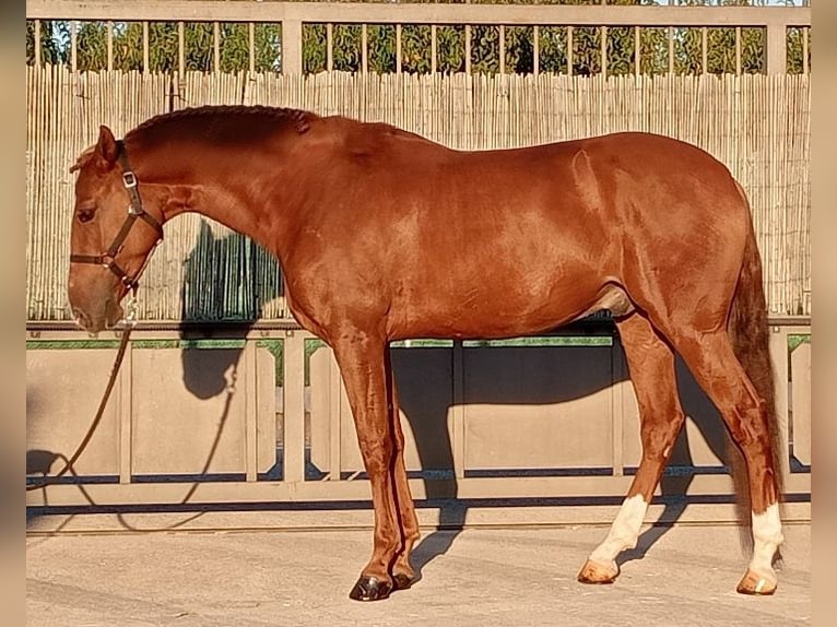 Cheval de sport portugais Hongre 7 Ans 158 cm Bai brun in Molina