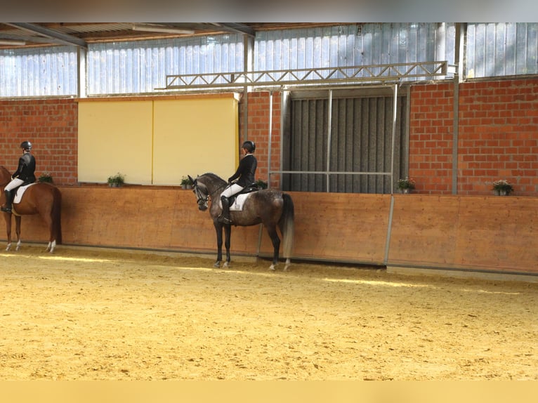 Cheval de sport portugais Hongre 7 Ans 163 cm Gris pommelé in Korschenbroich