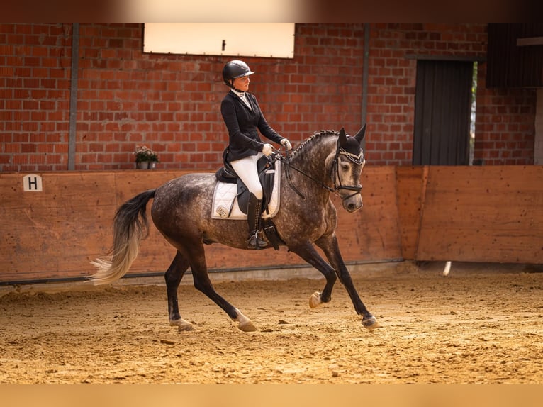 Cheval de sport portugais Hongre 7 Ans 163 cm Gris pommelé in Korschenbroich