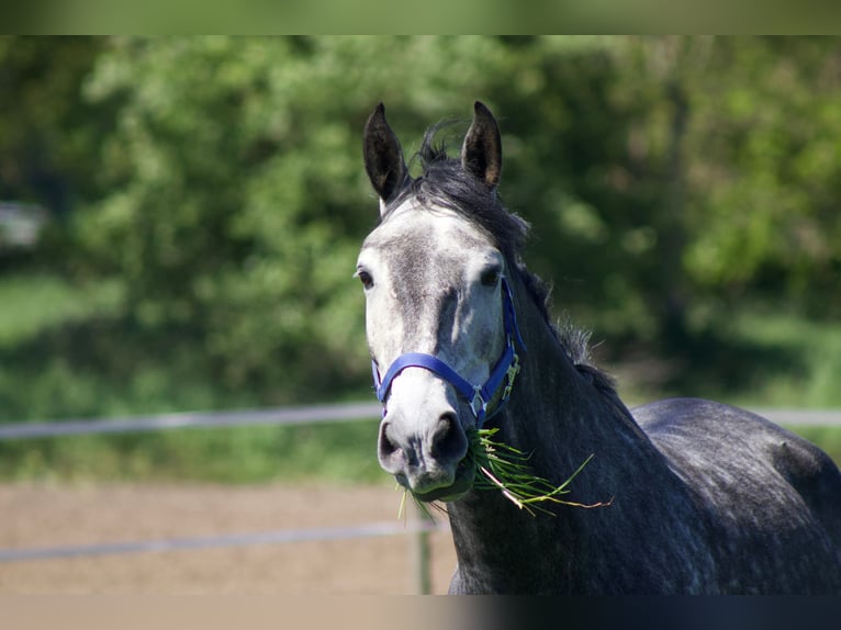 Cheval de sport portugais Hongre 7 Ans 163 cm Gris pommelé in Korschenbroich