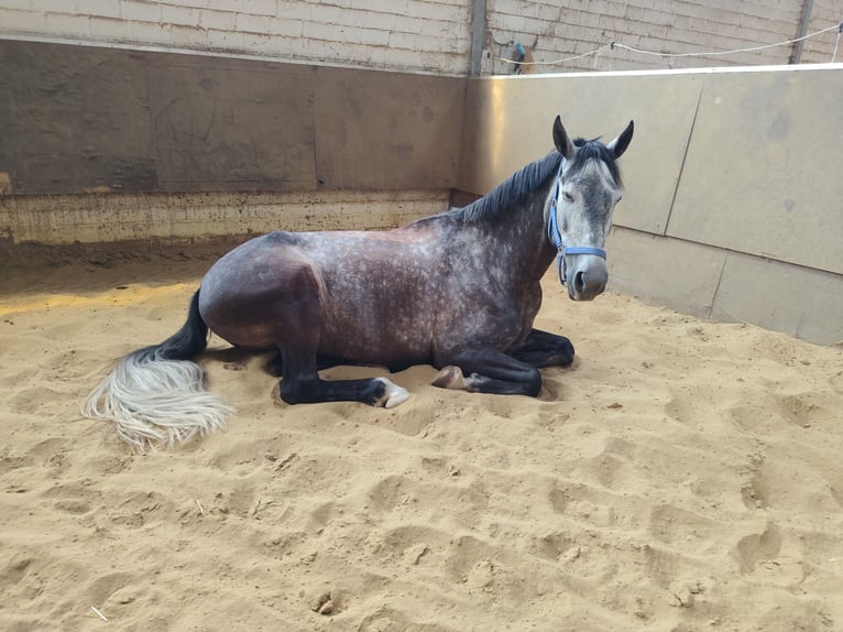 Cheval de sport portugais Hongre 7 Ans 163 cm Gris pommelé in Korschenbroich