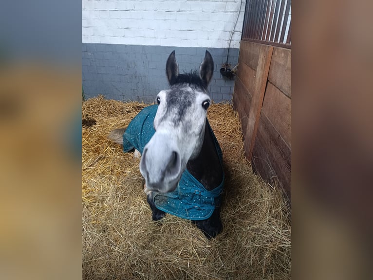 Cheval de sport portugais Hongre 7 Ans 163 cm Gris pommelé in Korschenbroich
