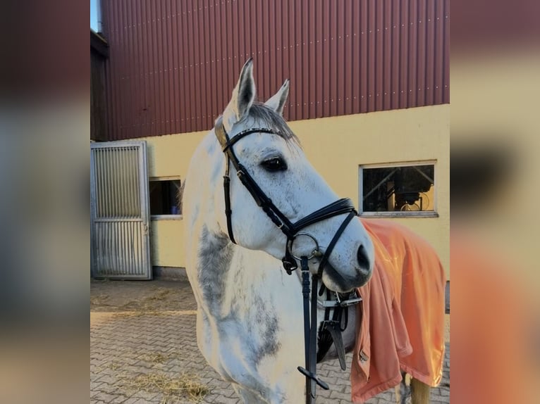 Cheval de sport portugais Hongre 9 Ans 163 cm Gris in Waldshut-Tiengen