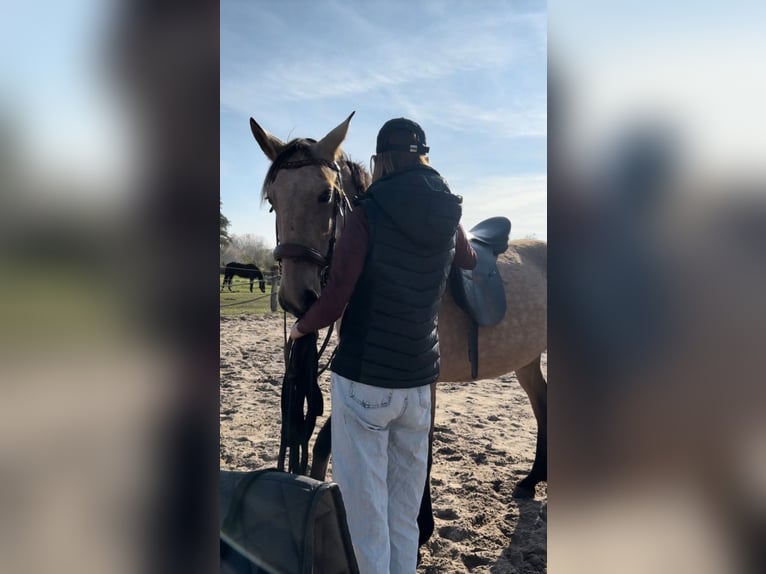 Cheval de sport portugais Jument 10 Ans 155 cm Buckskin in Rosenau