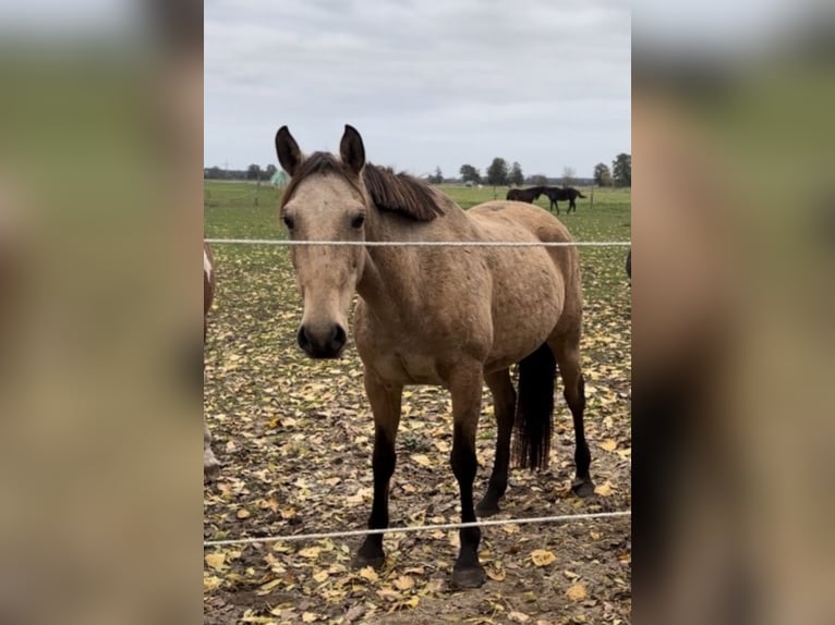 Cheval de sport portugais Jument 10 Ans 155 cm Buckskin in Rosenau