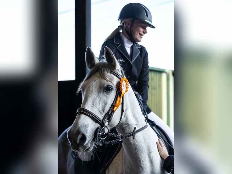 Cheval de sport portugais Jument 10 Ans 160 cm Gris in Caldas da Rainha