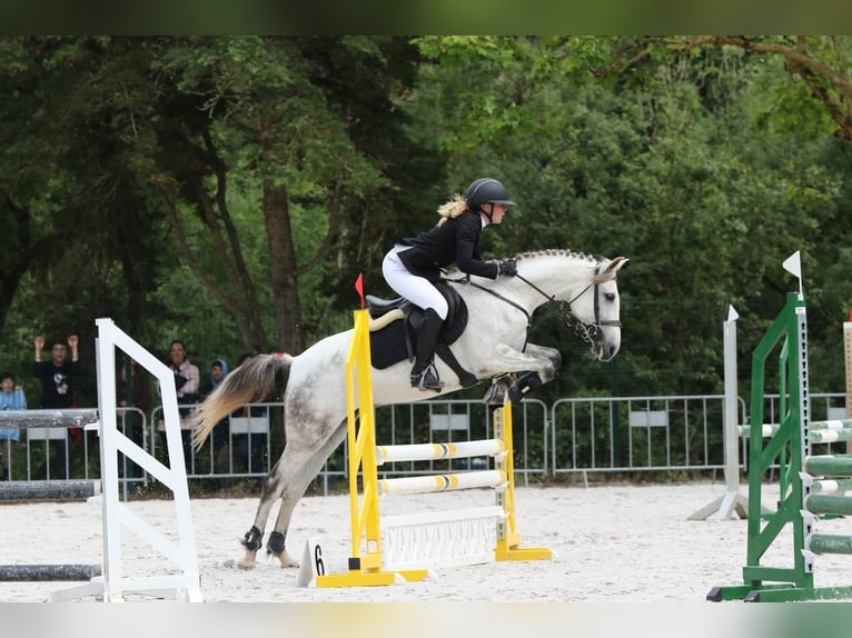 Cheval de sport portugais Jument 10 Ans 160 cm Gris in Caldas da Rainha