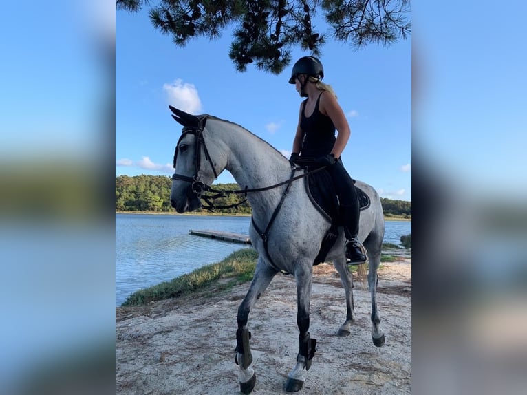 Cheval de sport portugais Jument 10 Ans 160 cm Gris in Caldas da Rainha