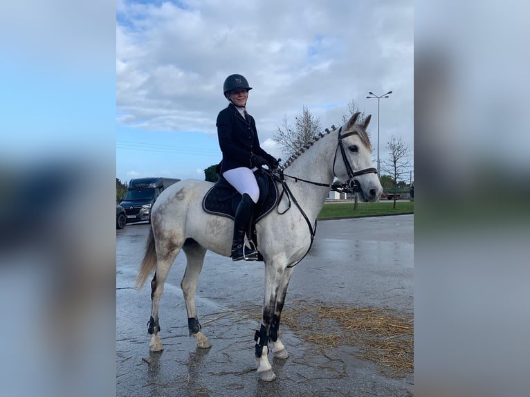 Cheval de sport portugais Jument 10 Ans 160 cm Gris in Caldas da Rainha