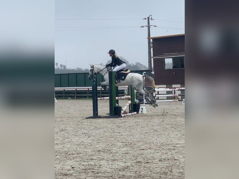 Cheval de sport portugais Jument 10 Ans 160 cm Gris in Caldas da Rainha