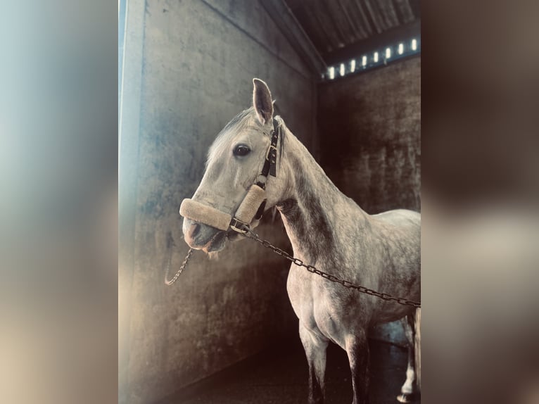 Cheval de sport portugais Jument 10 Ans 160 cm Gris in Laarne