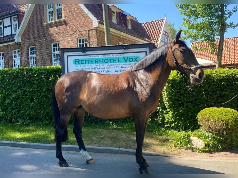 Cheval de sport portugais Jument 12 Ans 155 cm Bai brun in Eggermühlen OT Bockraden
