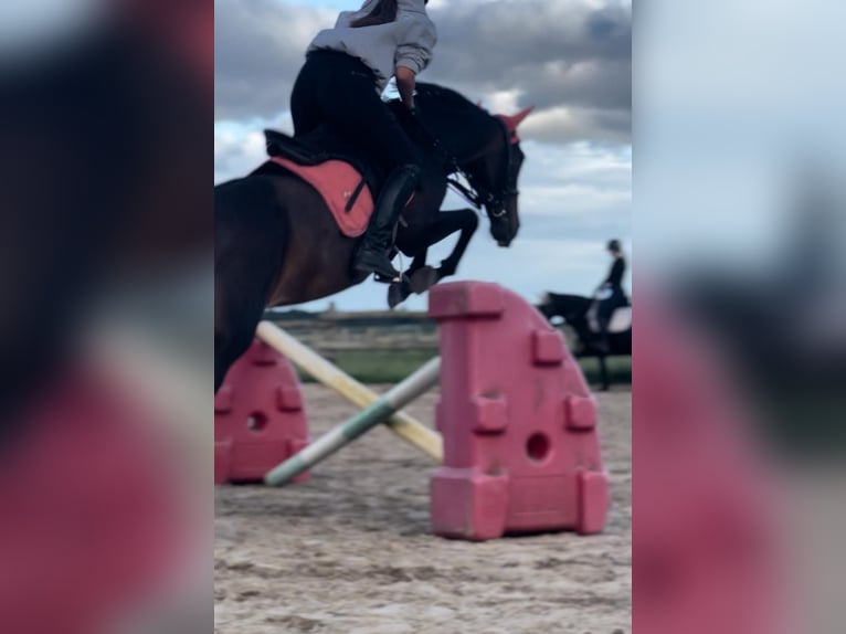 Cheval de sport portugais Jument 13 Ans 155 cm Bai brun in Eggermühlen OT Bockraden