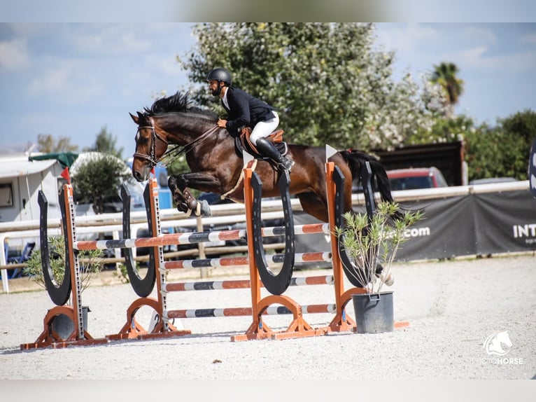 Cheval de sport portugais Croisé Jument 14 Ans 179 cm Bai in Cascais