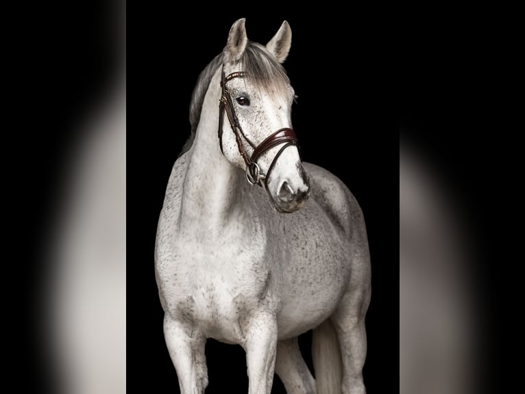 Cheval de sport portugais Jument 16 Ans 160 cm Gris in B&#xFC;hl