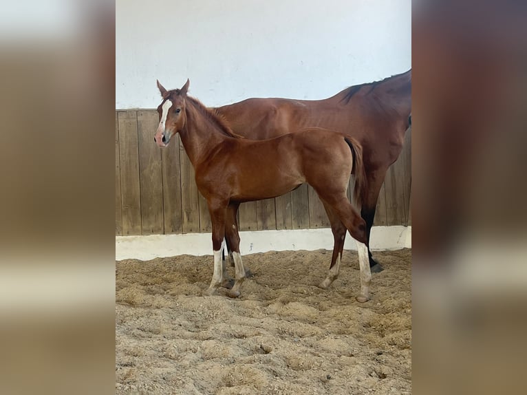 Cheval de sport portugais Jument 1 Année 159 cm Alezan in EVORA