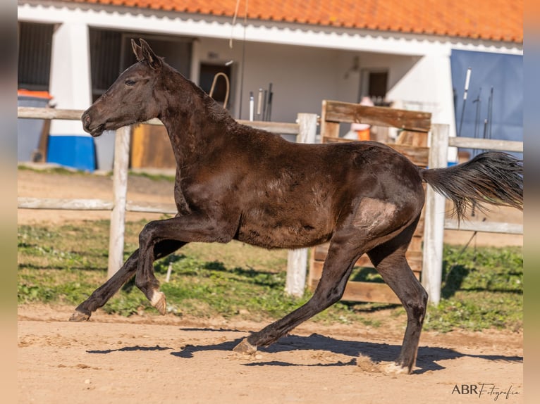 Cheval de sport portugais Croisé Jument 1 Année Bai in Beja