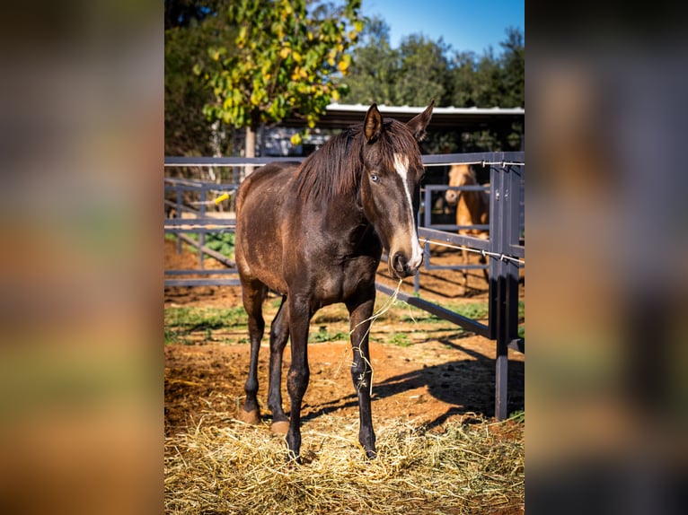 Cheval de sport portugais Jument 2 Ans 155 cm Buckskin in Valencia