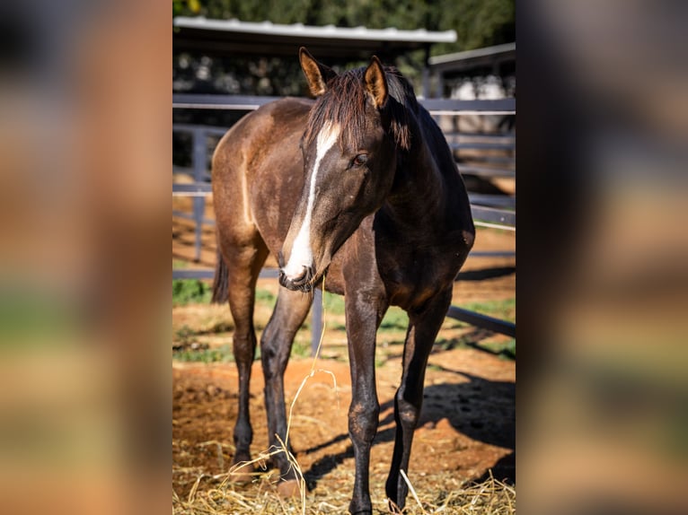 Cheval de sport portugais Jument 2 Ans 155 cm Buckskin in Valencia