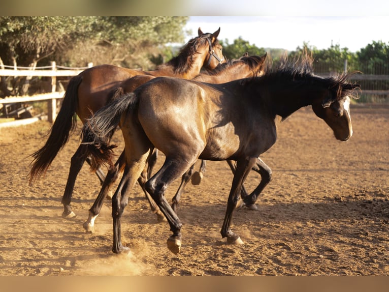 Cheval de sport portugais Jument 2 Ans 158 cm Buckskin in Valencia