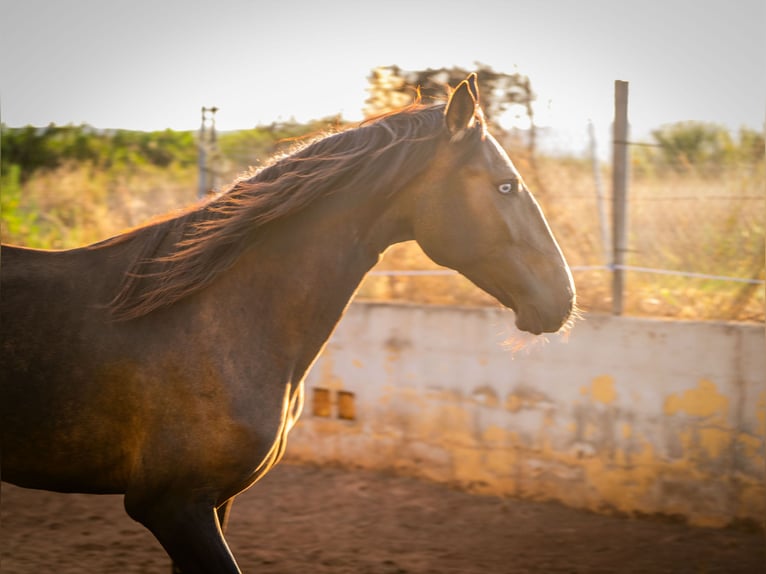 Cheval de sport portugais Jument 2 Ans 158 cm Buckskin in Valencia