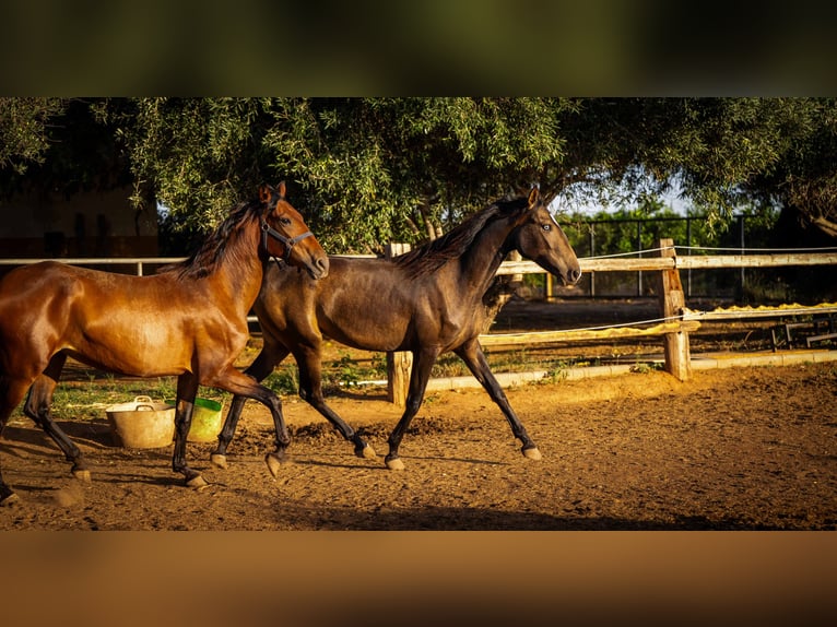 Cheval de sport portugais Jument 2 Ans 158 cm Buckskin in Valencia
