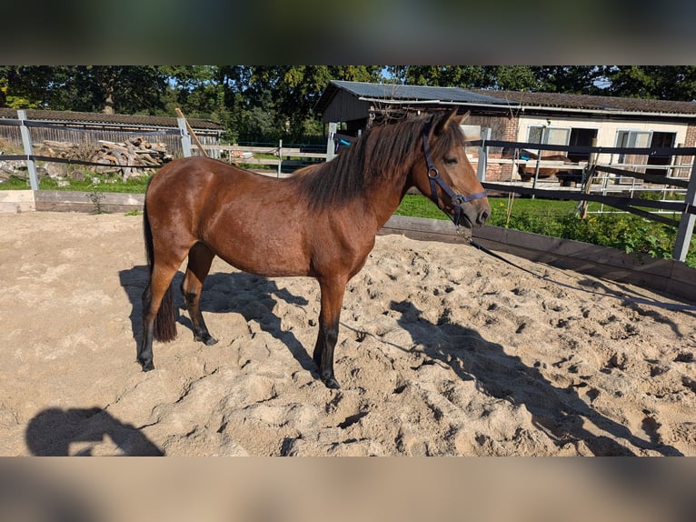 Cheval de sport portugais Jument 2 Ans Bai in Bohmte