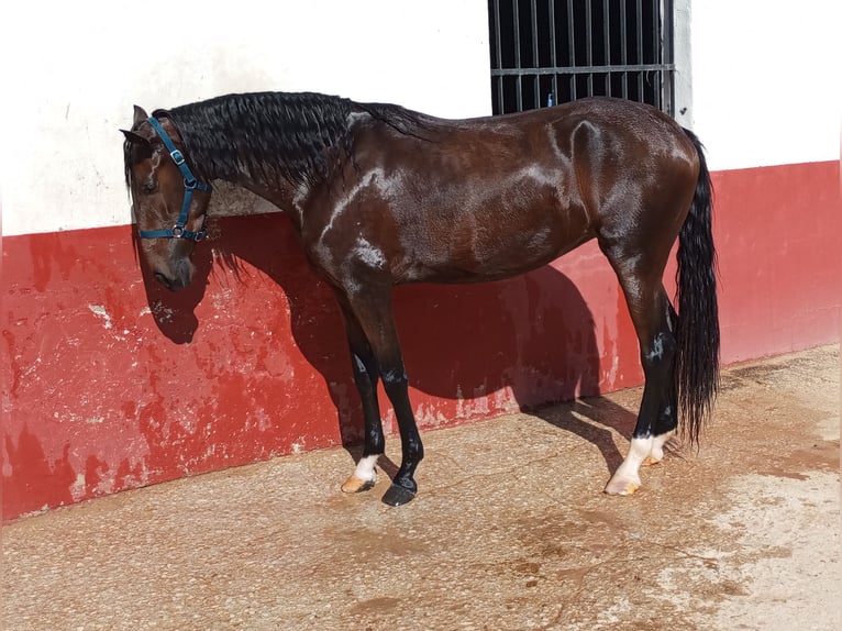 Cheval de sport portugais Jument 3 Ans Bai cerise in Molina De Segura