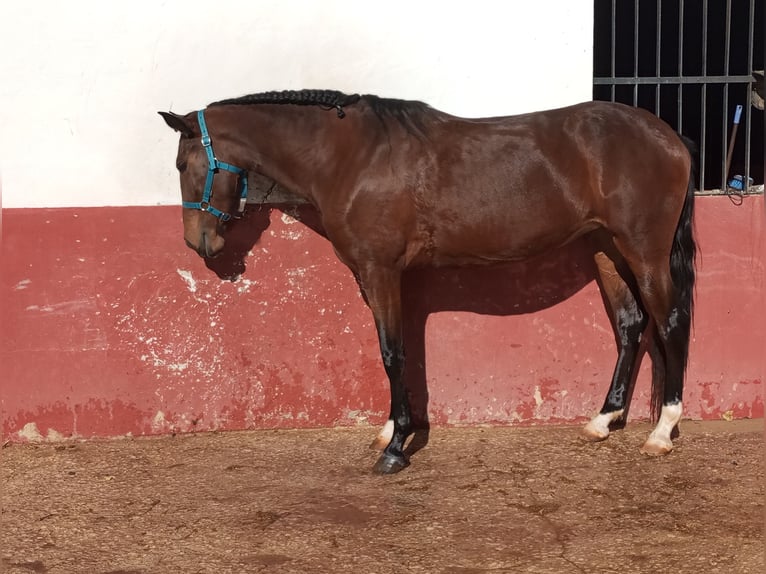 Cheval de sport portugais Jument 3 Ans Bai cerise in Molina De Segura