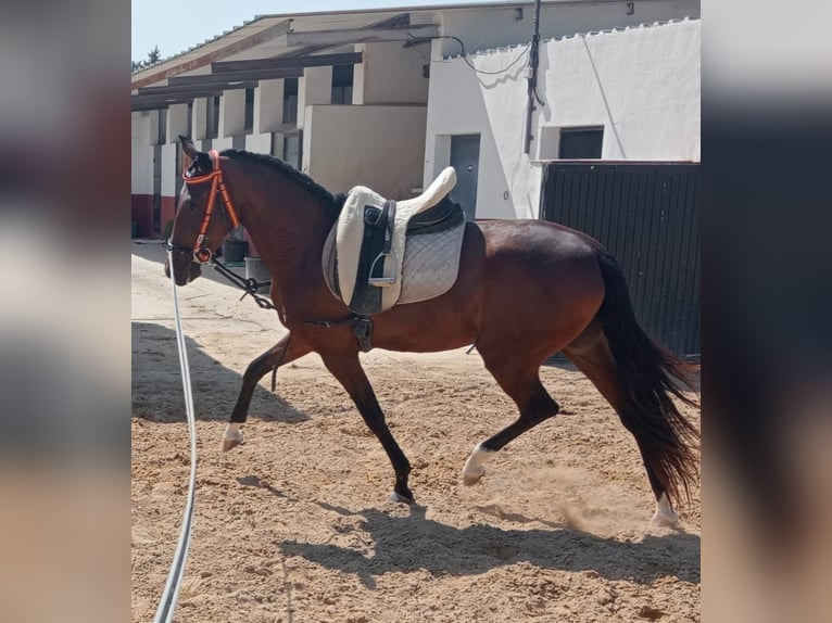 Cheval de sport portugais Jument 3 Ans Bai cerise in Molina De Segura