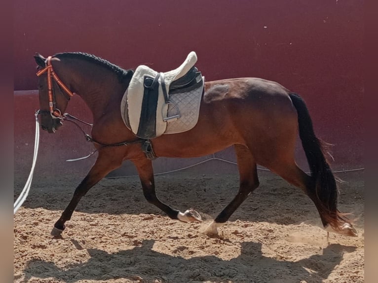 Cheval de sport portugais Jument 3 Ans Bai cerise in Molina De Segura