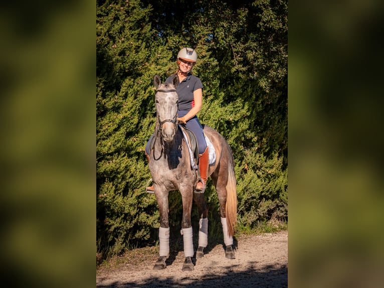 Cheval de sport portugais Croisé Jument 4 Ans 161 cm Gris in Alcobaca